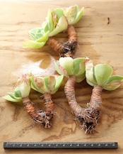一部発根済カット苗 レモンプリンス L Echeveria 'Lemon Prince'