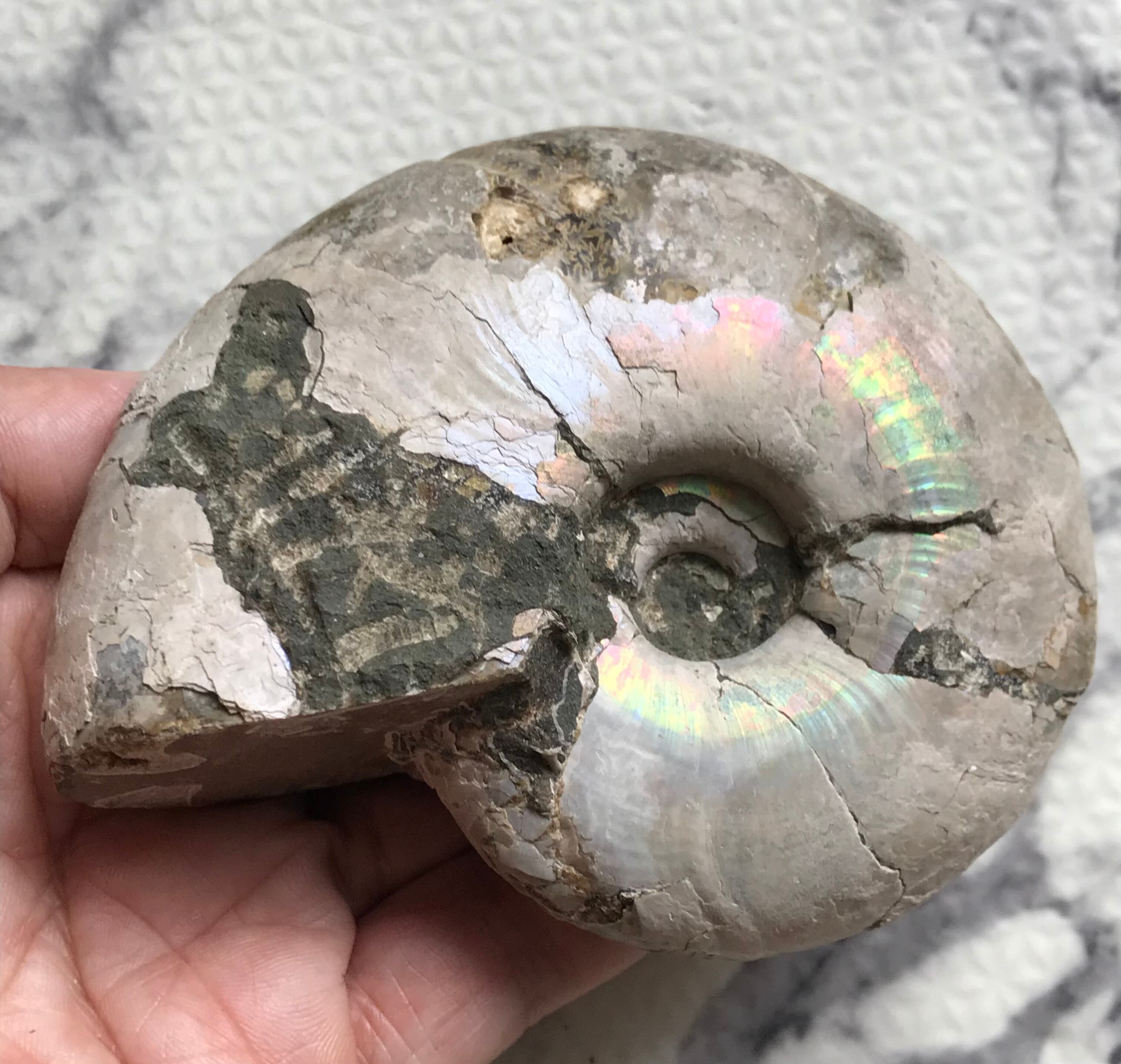 マダガスカル産、遊色青ピンクデスモセラス アンモナイト大個体