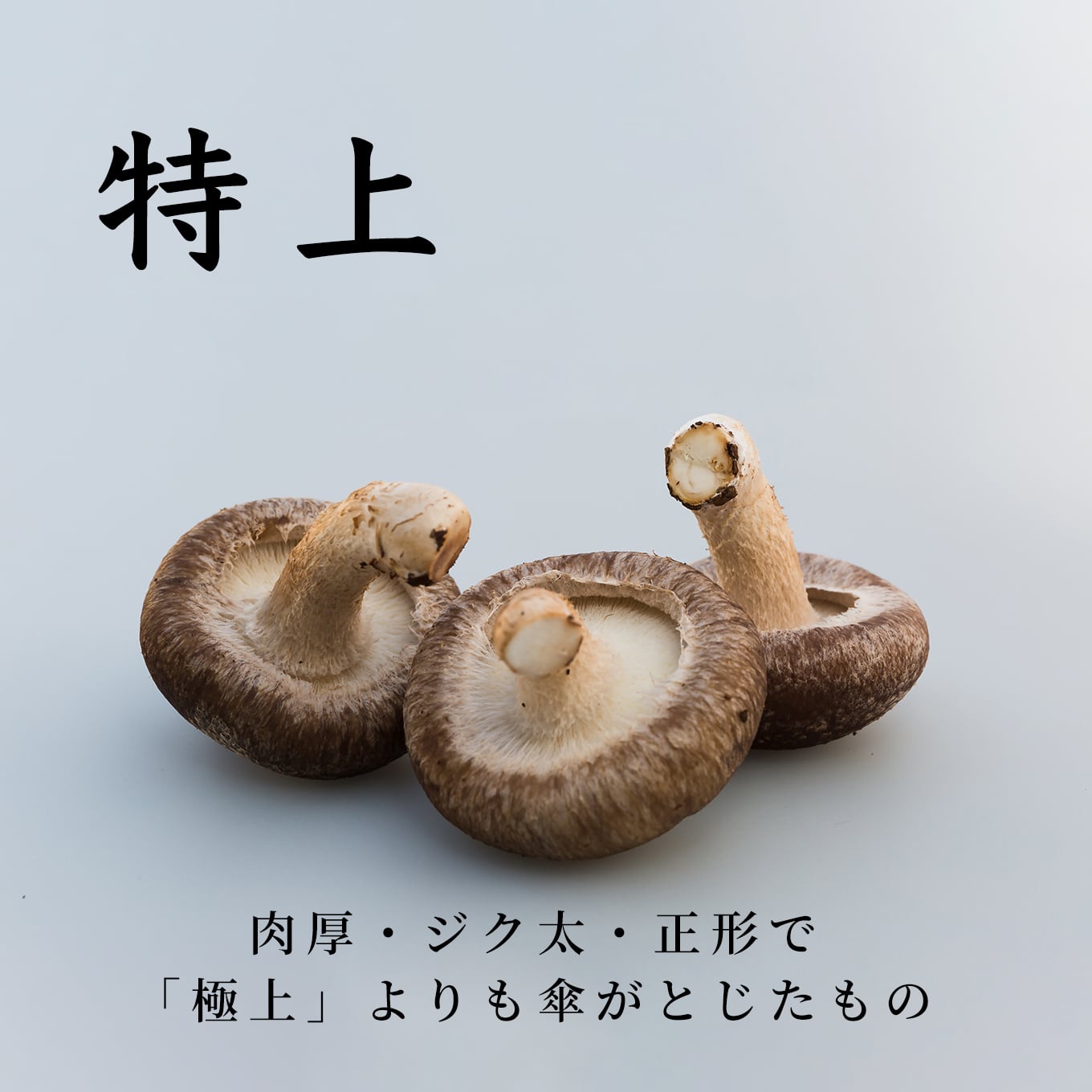特上】生・干椎茸セット | 佐倉きのこ園ネットショップ