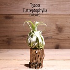 【送料無料】streptophylla M〔エアプランツ〕現品発送T3200