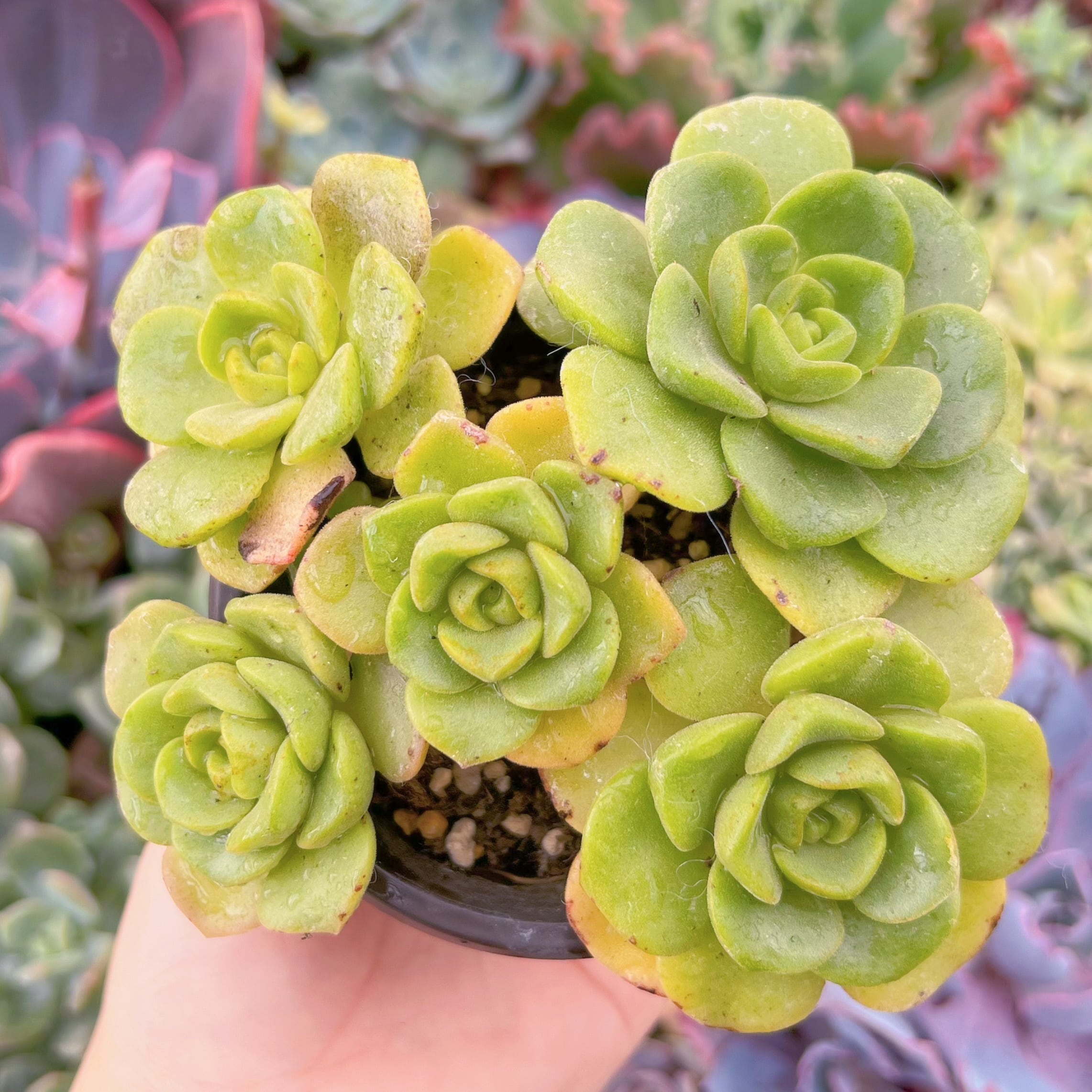 現品　リリーパット#G027　群生　新入荷　るる農園
