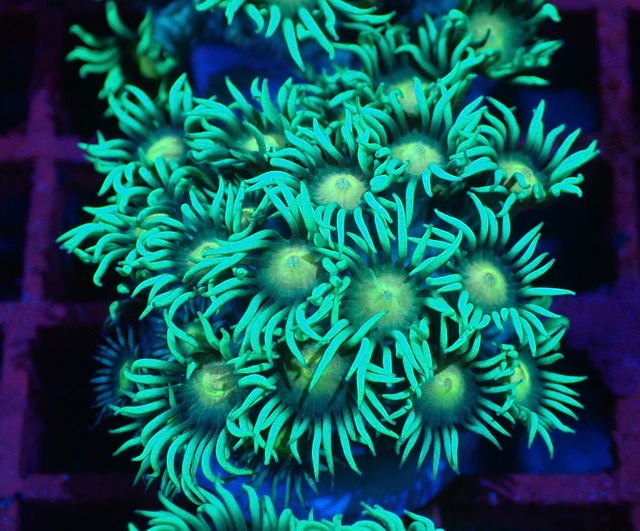 【現地買付】Goniopora FromMakassar YellowEye 2