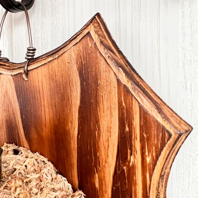 ビカクシダ ネザーランド 板付 【観葉植物 室内 コウモリラン】