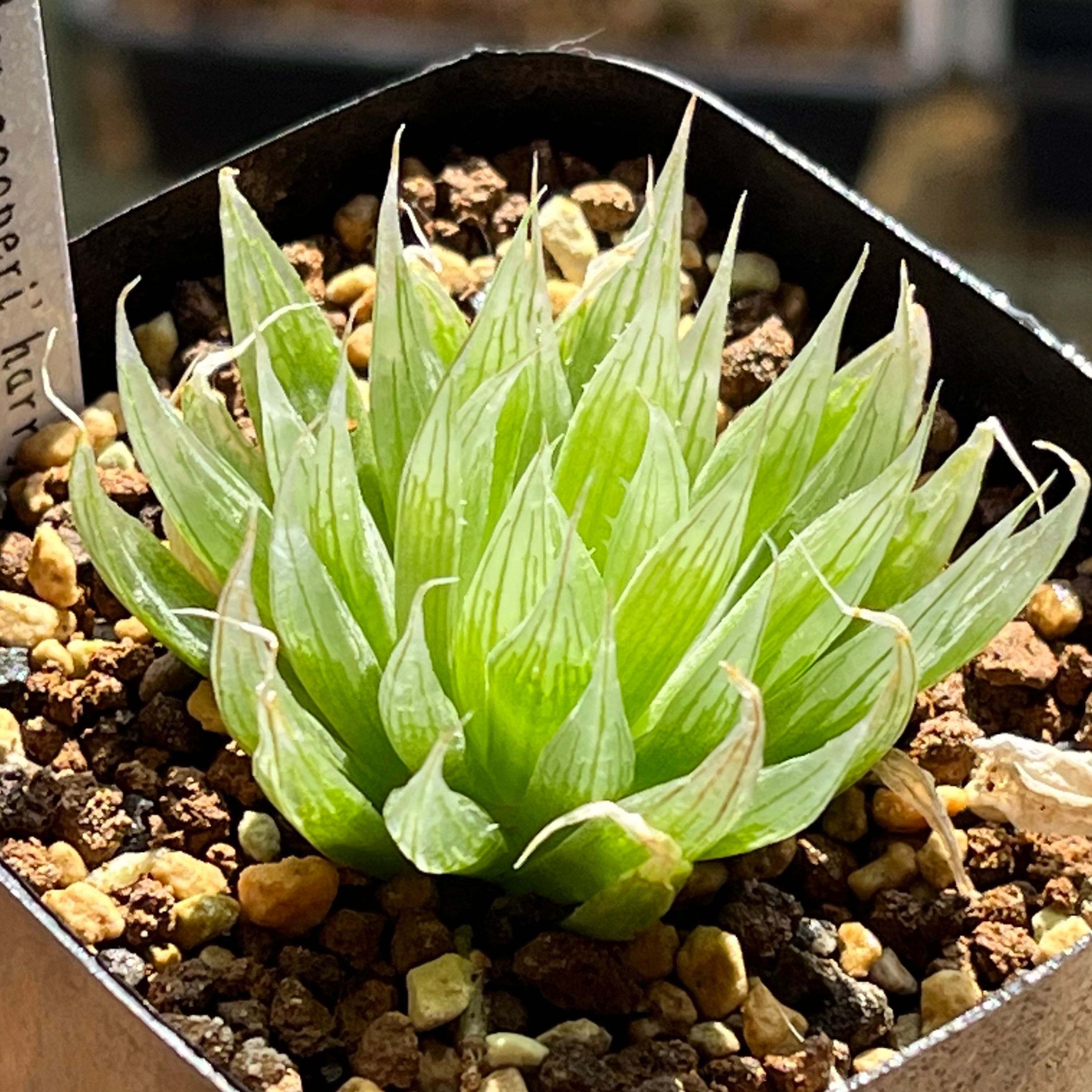 原種 | mocono_plants