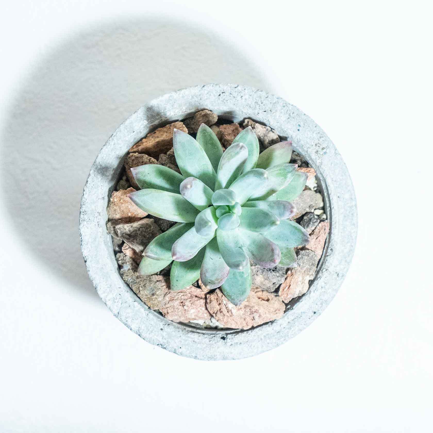 \送料無料/≪ 多肉植物 ≫室内管理もオッケーなパキフィツム・フーケリーの鉢植え|シンプルでお部屋を選ばない手作りモルタル鉢