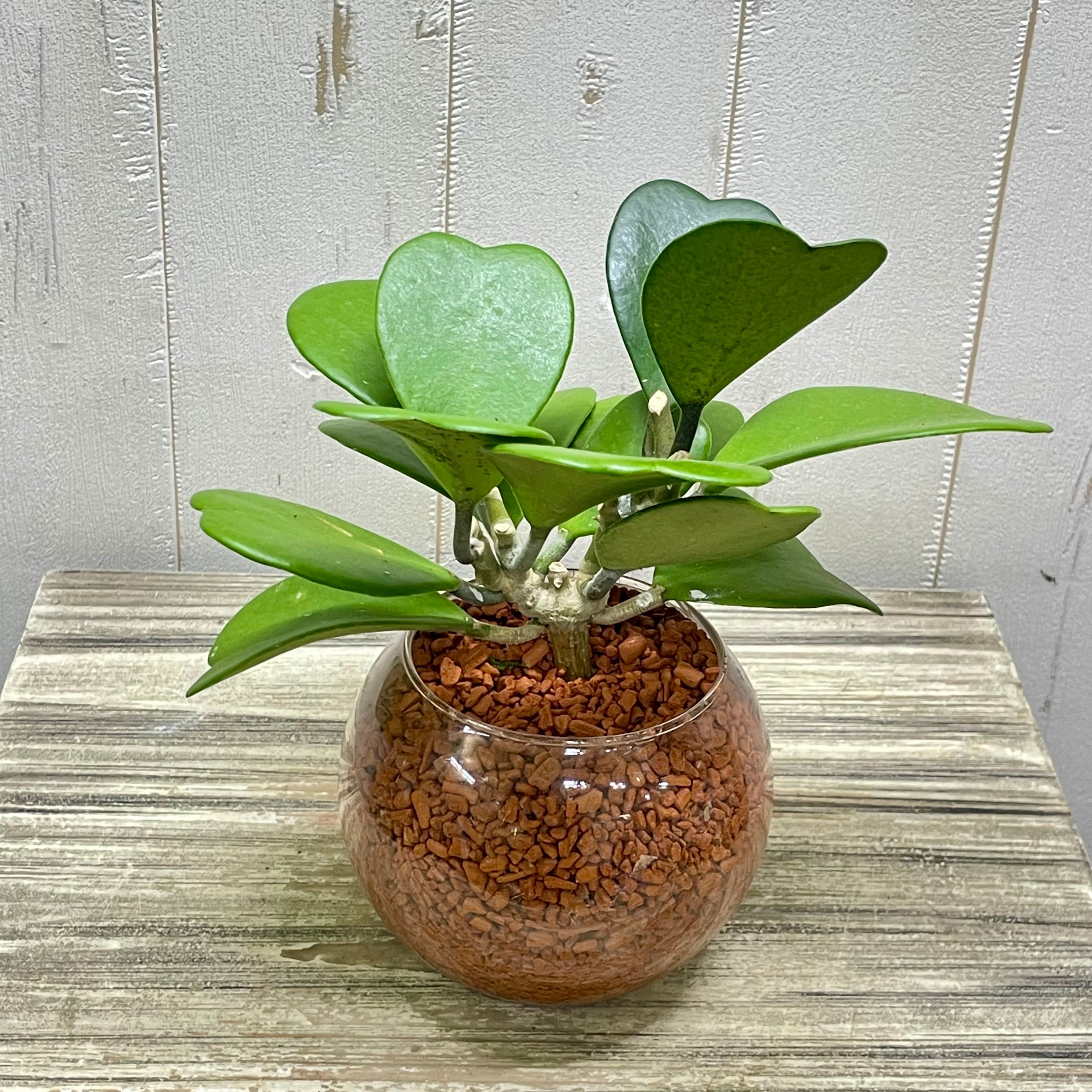 ハート大量 ハートホヤ ラブハート 多肉植物 水栽培 ハイドロ