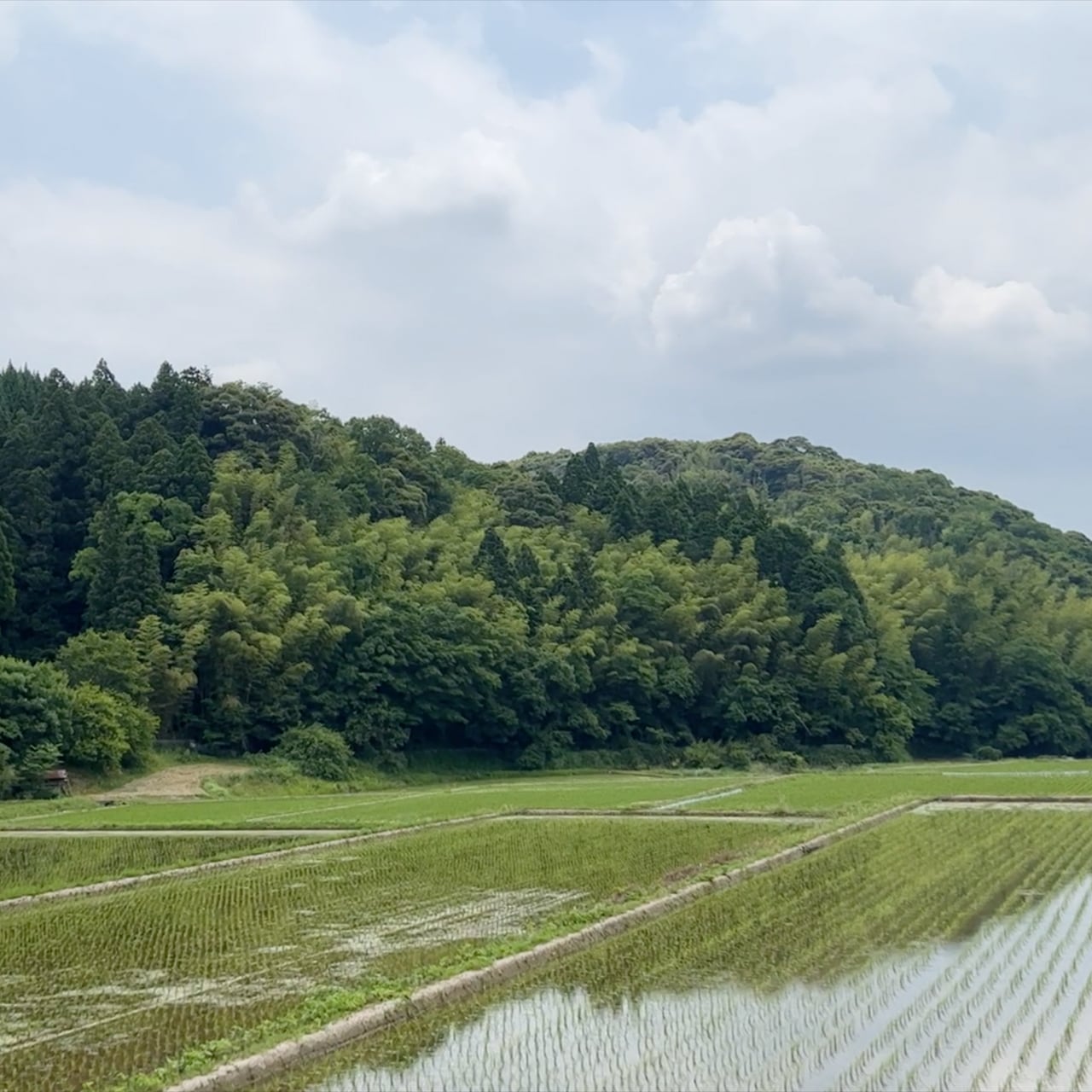 はなを精米所（農家直売）　白米】令和５年産にこまる　１０ｋｇ（島根県安来市飯梨町開）