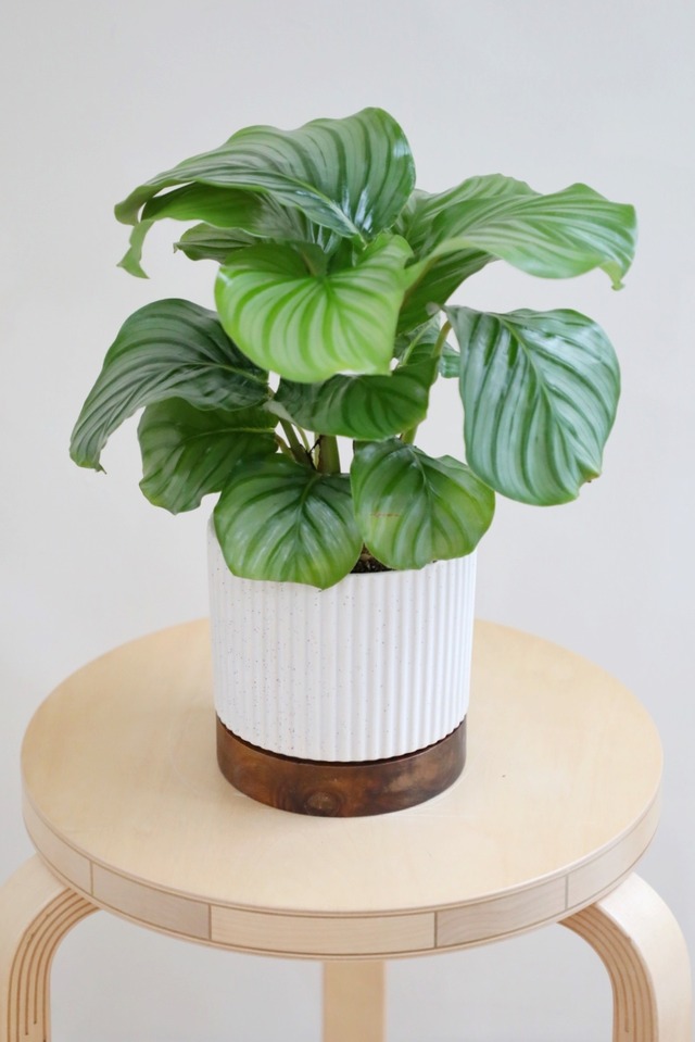 【S】カラテア オルビフォリア/Calathea