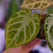 アンスリウム ドラヤキ × シルバーブラッシュ│Anthurium Dorayaki × A. Silver brush│観葉植物