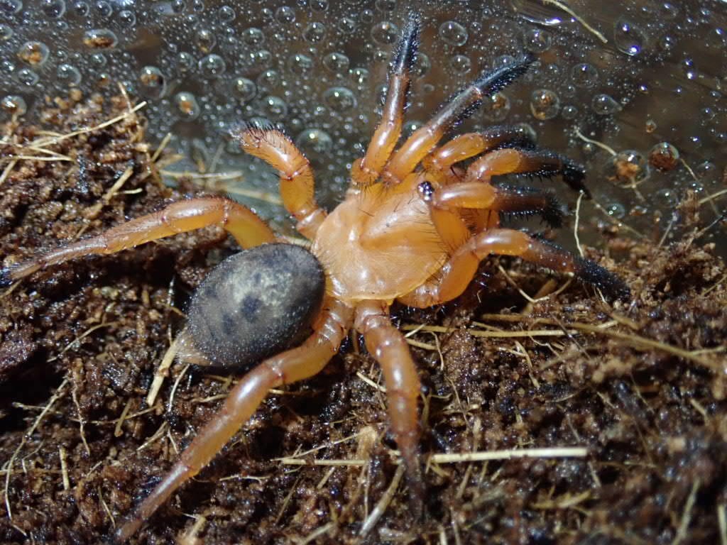 Spider クモ | Bebe Rep. 奇蟲部門