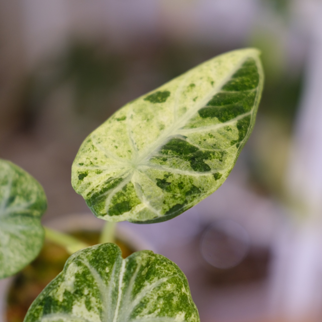 Alocasia Ninja Tricolor / アロカシア ニンジャ 斑入り③