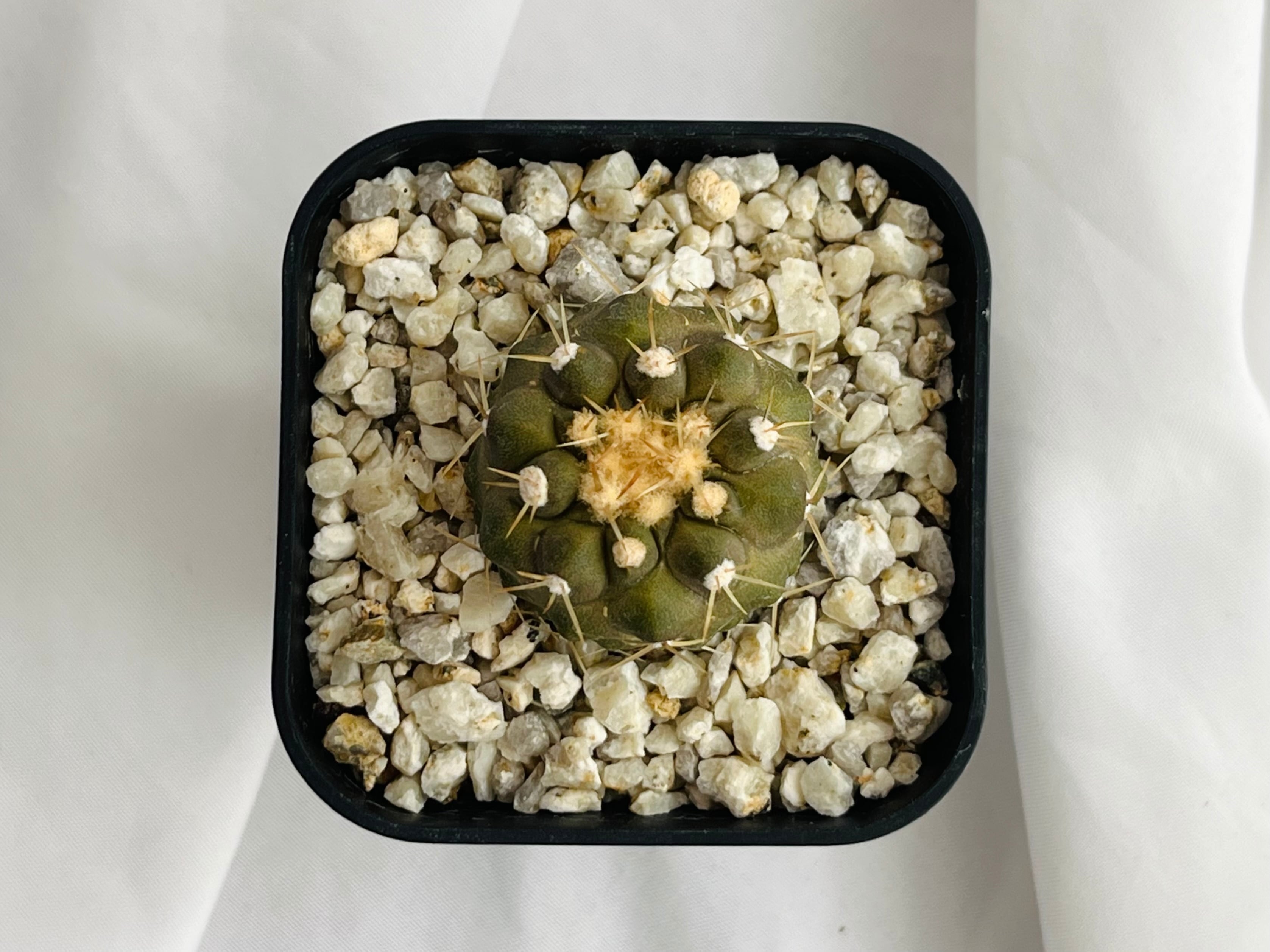 Copiapoa cinerea var. columna-alba コピアポア コルムナアルバ 孤竜