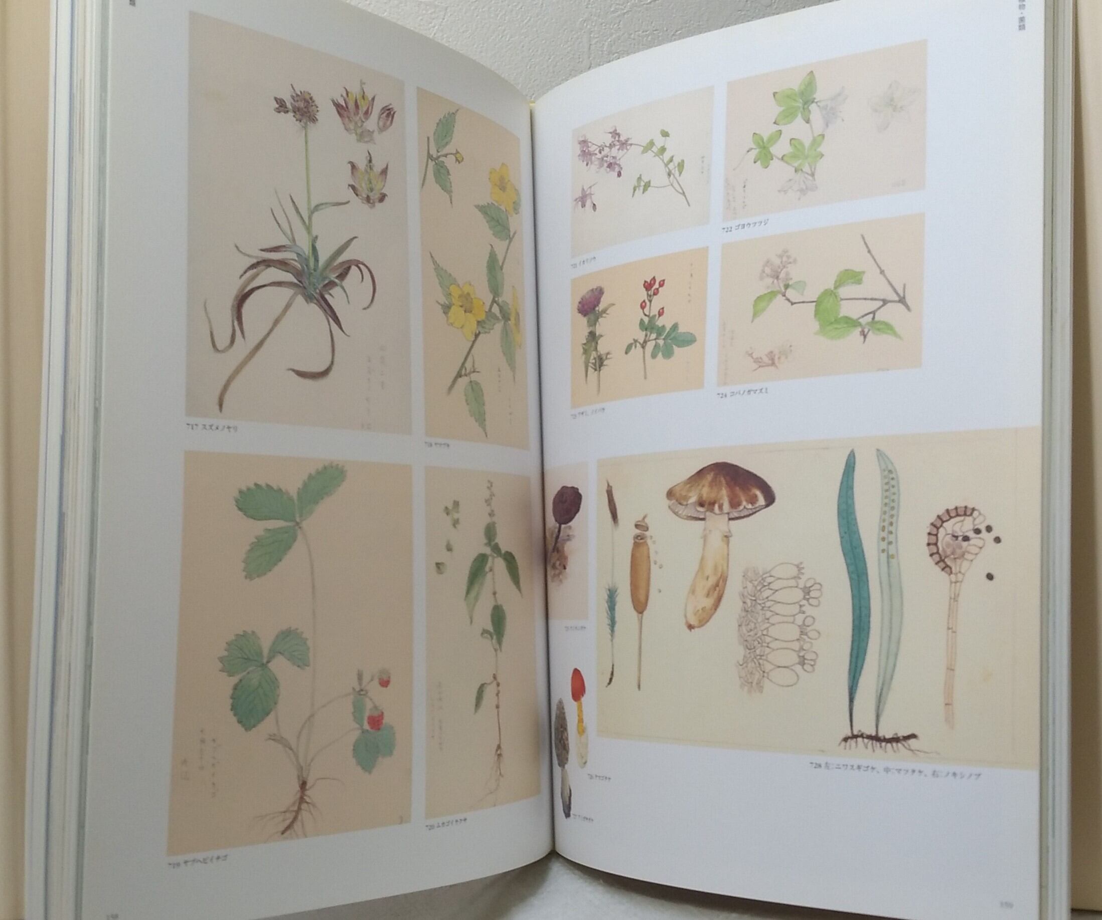 牧野四子吉 画 ; 田隅本生 監修 いきもの図鑑 牧野四子吉の世界