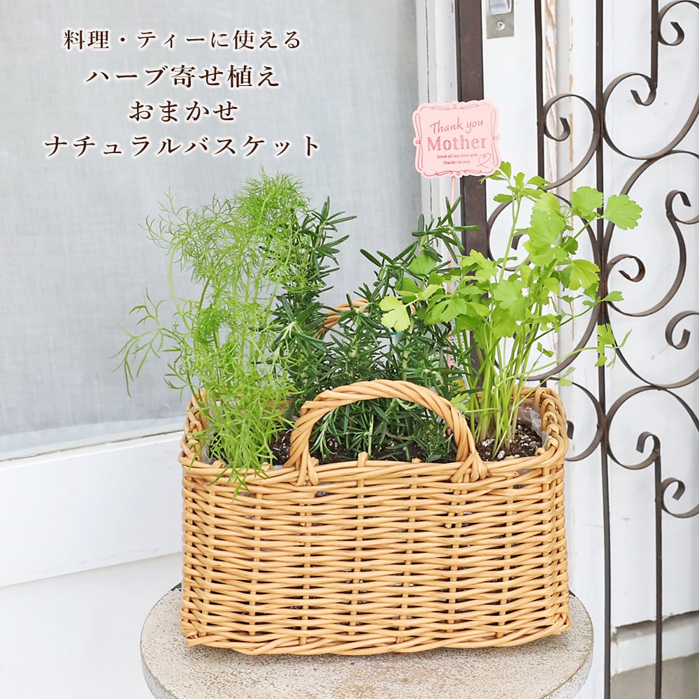 ハーブ寄せ植え おまかせ ナチュラルバスケット スクエア おしゃれ