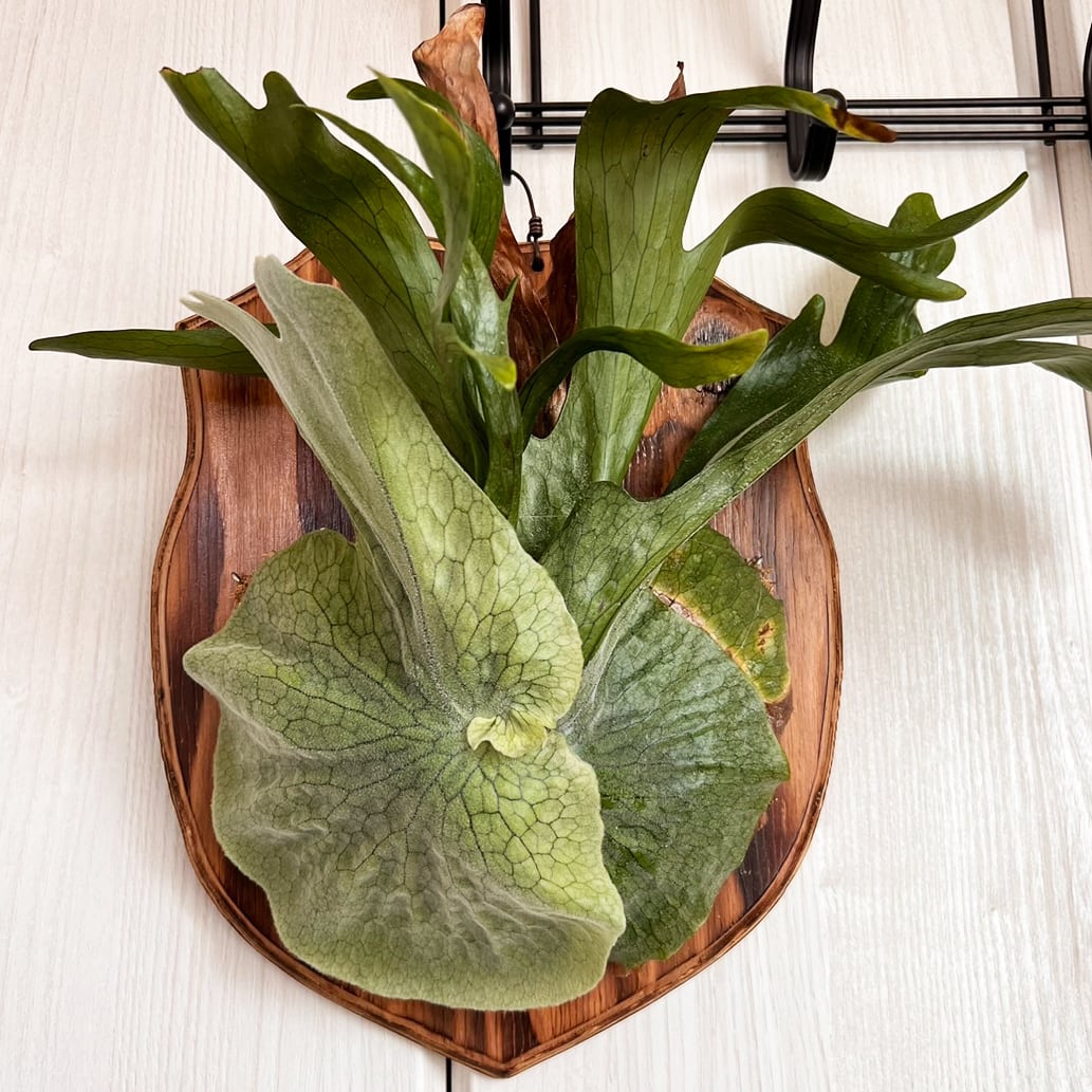 大株ビカクシダ　グランデ　板付　コウモリラン ビカクシダ グランデ 板付 【観葉植物 壁掛け コウモリラン