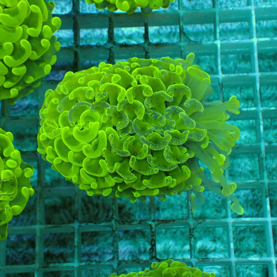n331 アザミハナガタサンゴ | HOUSE REEF(ハウスリーフ)サンゴ・海水魚