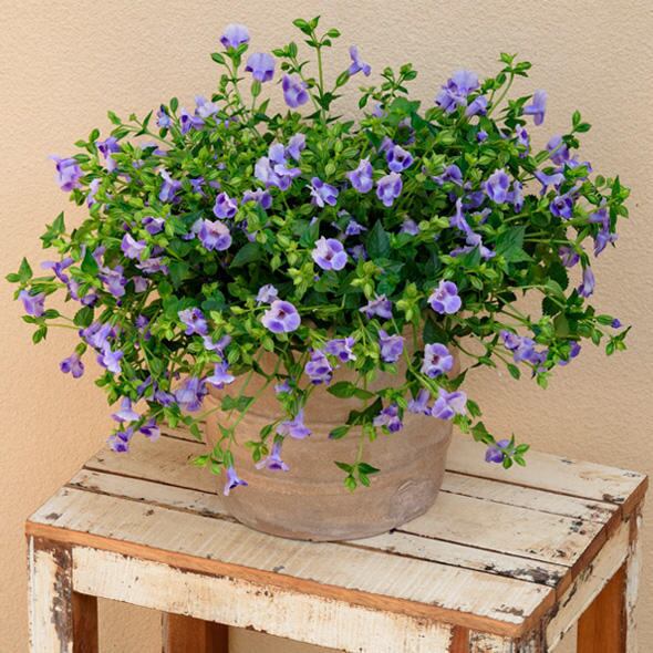 サマーミスト ブルー | 花のとびつか