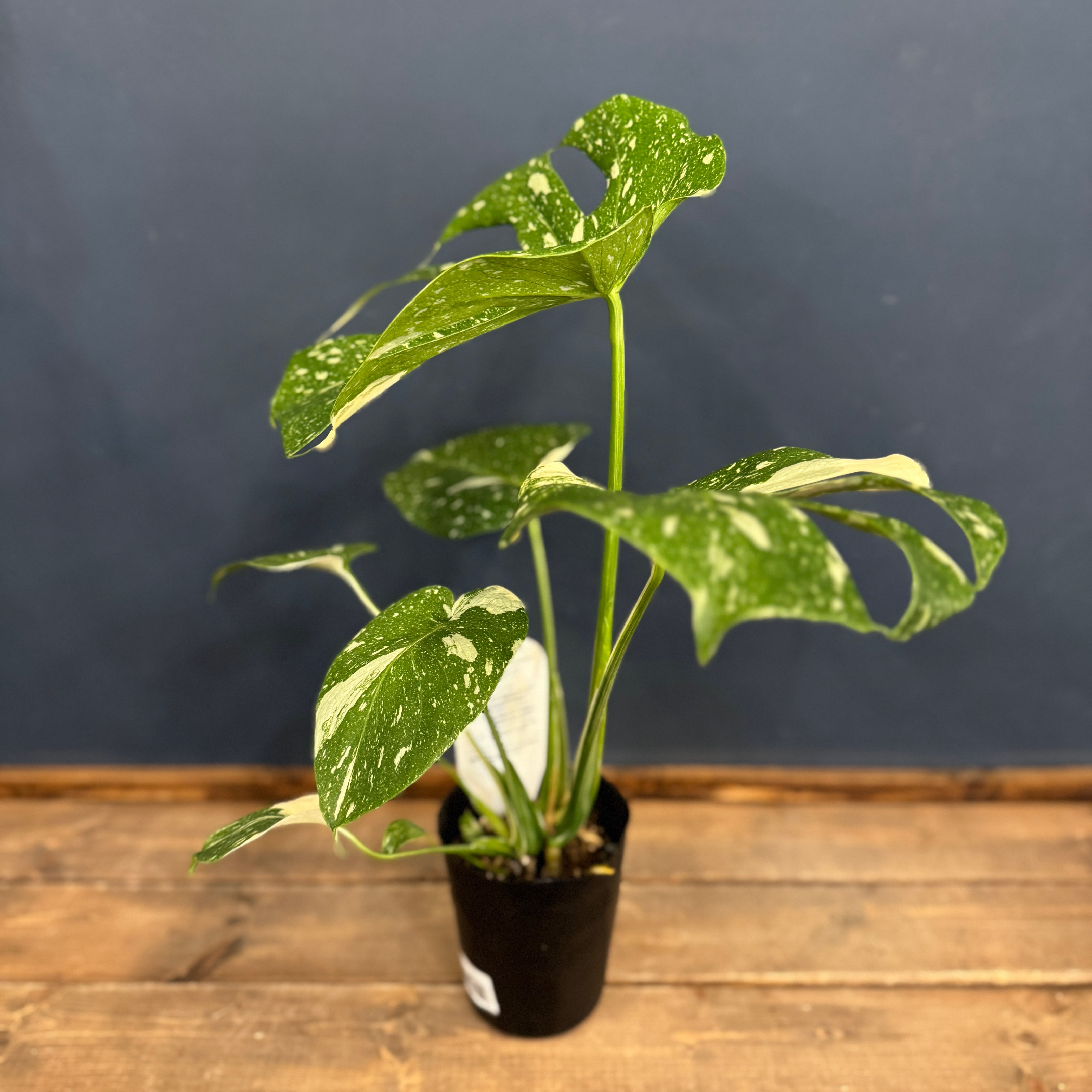 モンステラ タイコンステレーション【355】 | PROTOLEAF プロトリーフ