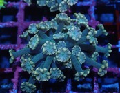 CareFragBreed Alveopora From Australia 1