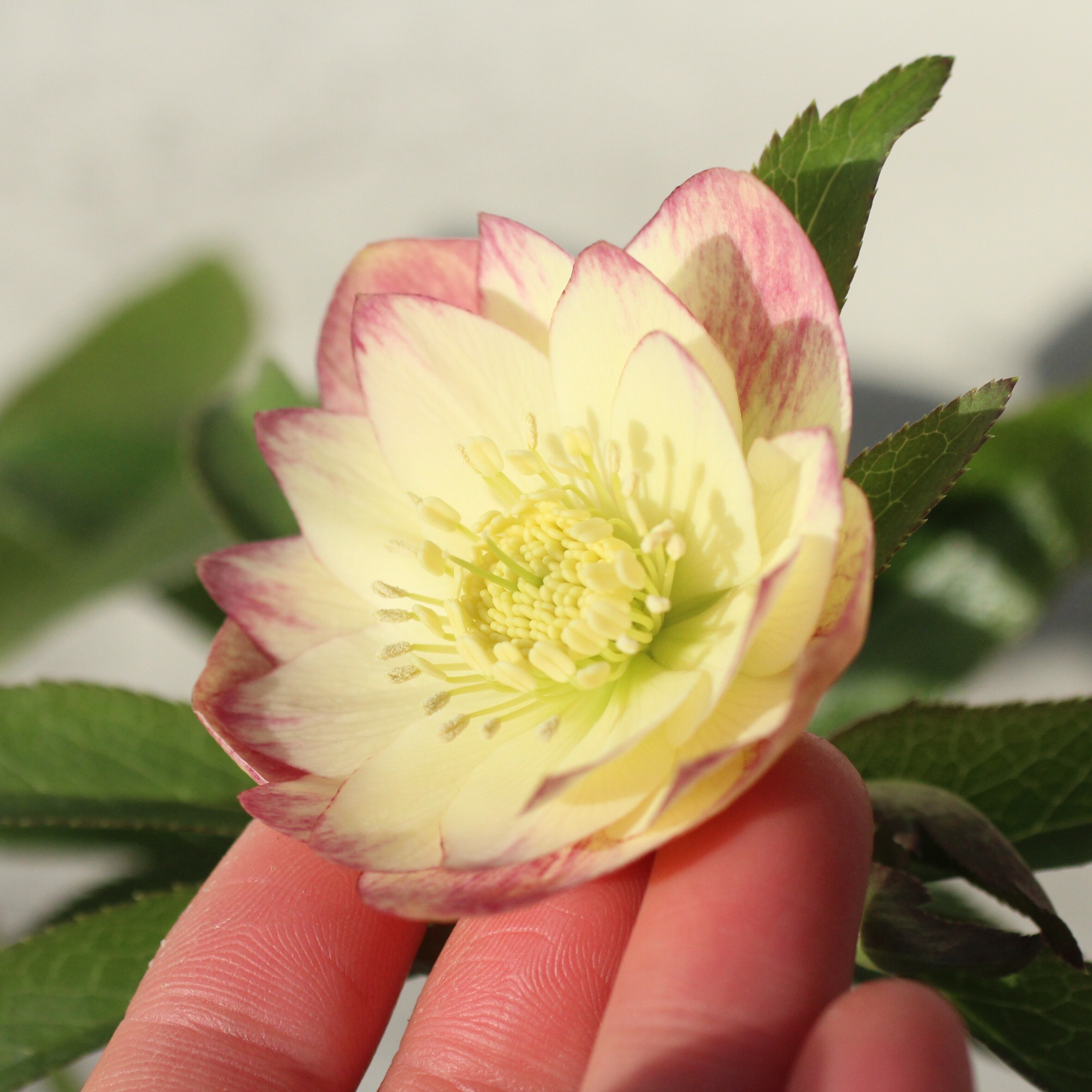 WS26-081 クリスマスローズ ウィンターシンフォニー イエロークレオン