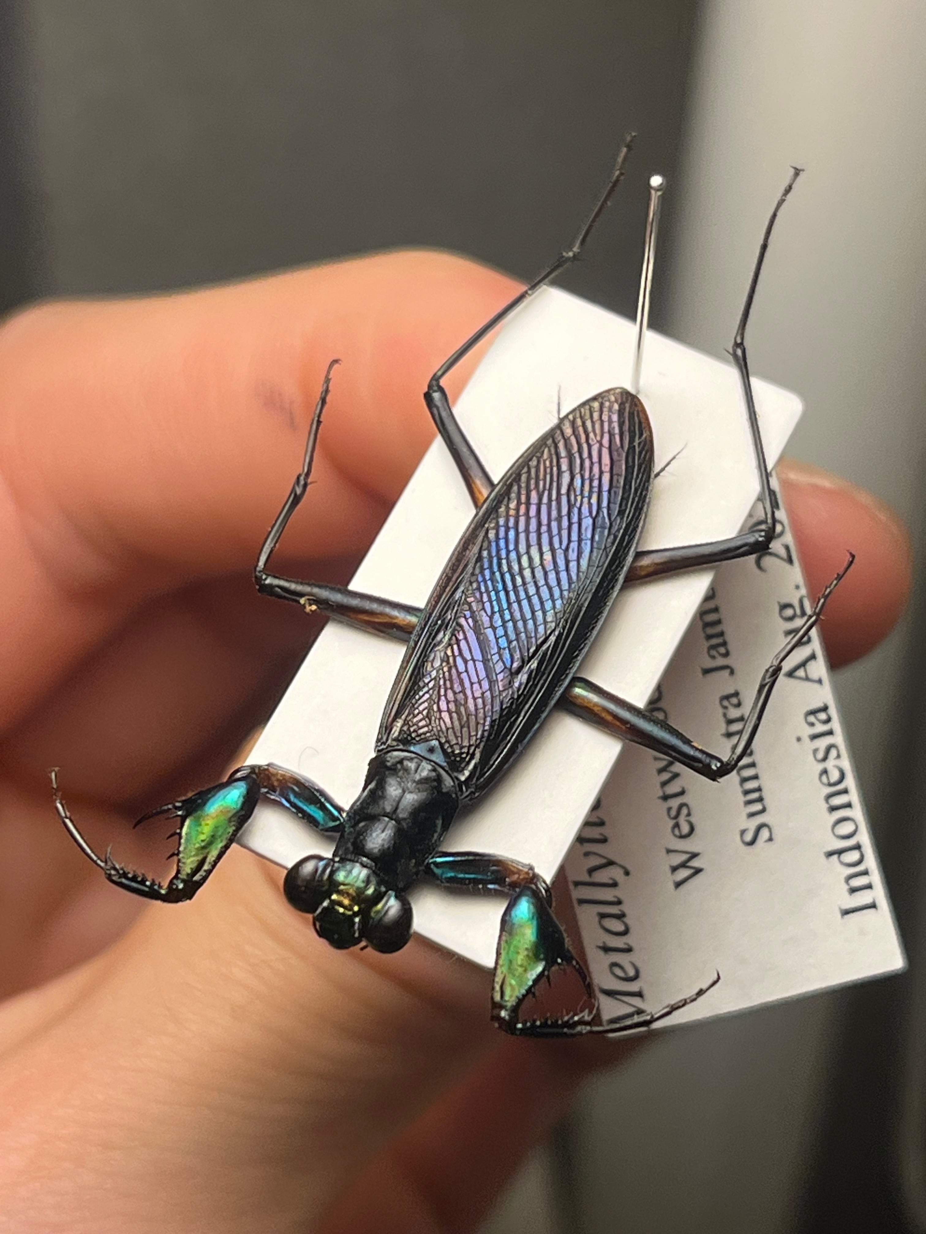 外国産 | オモニキチュウ