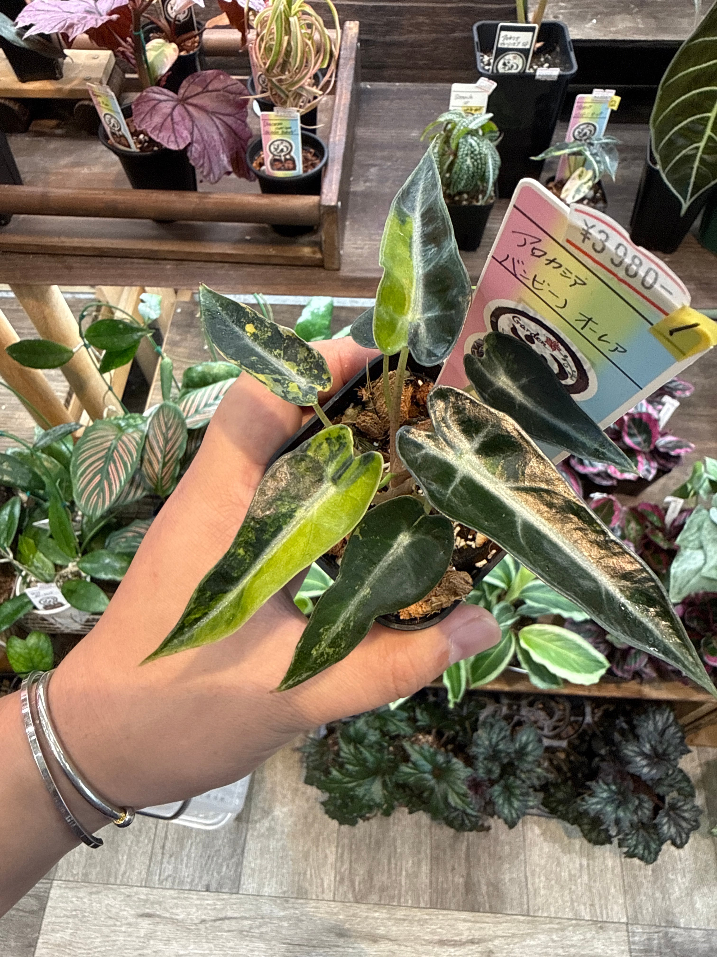① アロカシア バンビーノ オーレア | Gardenえん 【観葉熱帯植物】