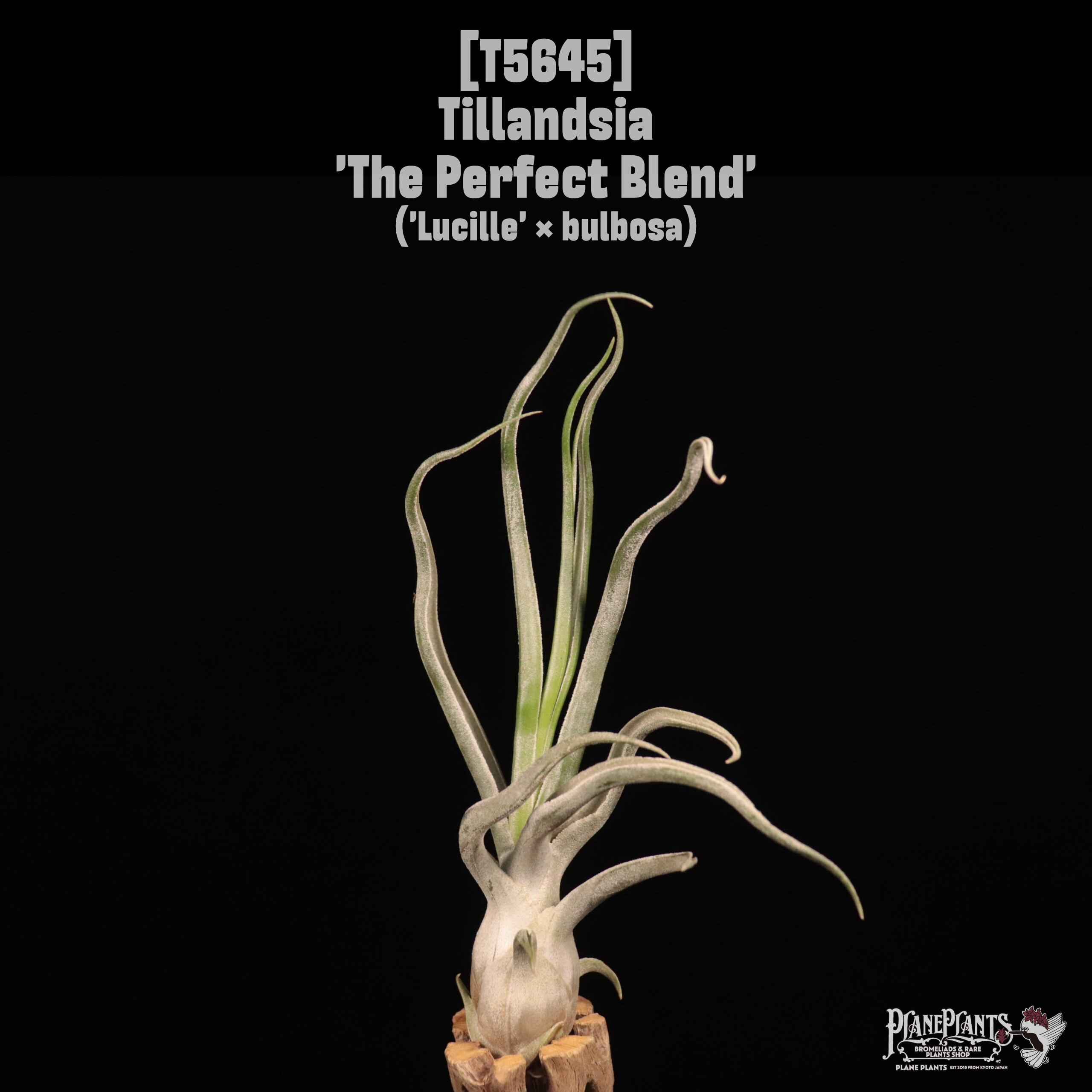 送料無料】'The Perfect Blend'〔エアプランツ〕現品発送T5645 | plane