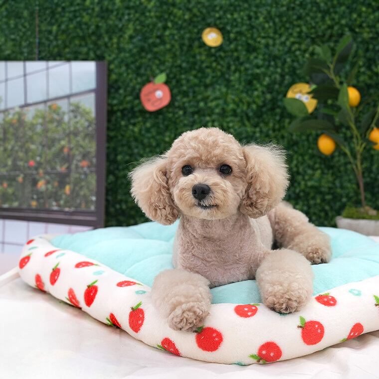 tangerine bed M size / 犬用 ベッド スクエア Mサイズ ふんわり 冬 クッション 滑り止め 韓国 ペットベッド 小型犬 中型犬 犬 ハウス 柔らか ふわふわ ソファー ボア もこもこ可愛い