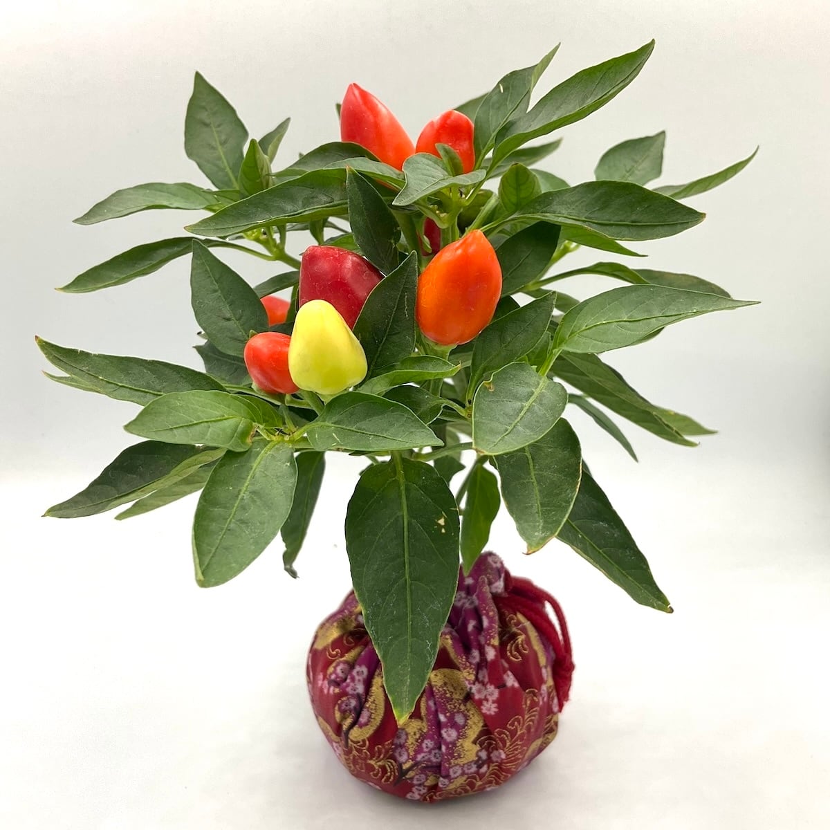 トウガラシ：ハーレクイン | hanacup