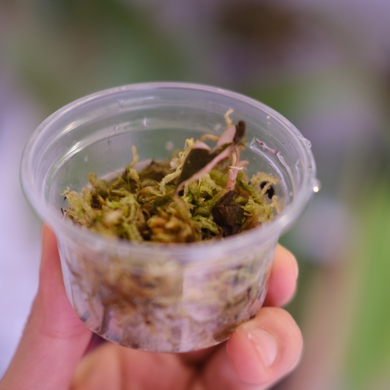 Alocasia chantrieri pink│アロカシア シャントリエリ ピンク⑦│観葉植物