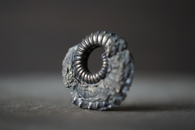 イギリス産黄鉄鉱化アンモナイト  Pyritized Ammonite 1490