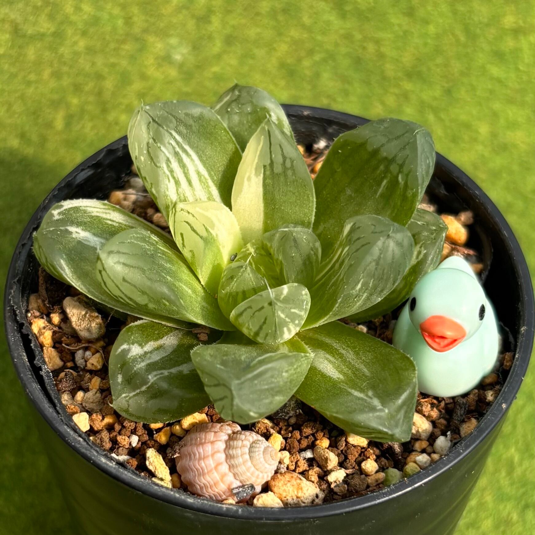 斑入り | 多肉植物 豆彦商店