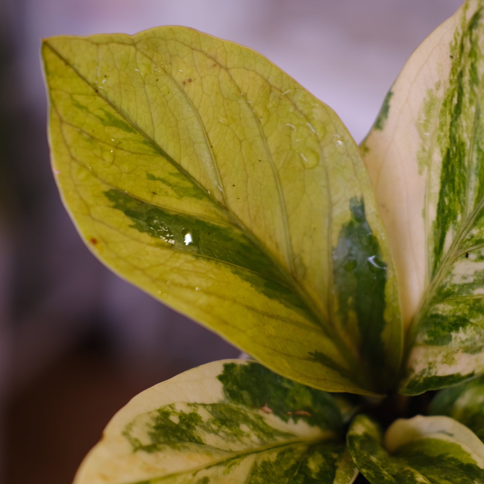 Anthurium hookeri variegata｜アンスリウム フーケリー 斑入り｜観葉