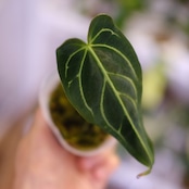 アンスリウム・レガレ / Anthurium Regale㉓│観葉植物