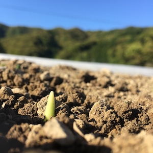 生姜500g　「発酵生姜つくりませんか」