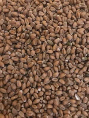 自然栽培小麦　玄麦30kg　「ミナミノカオリ」