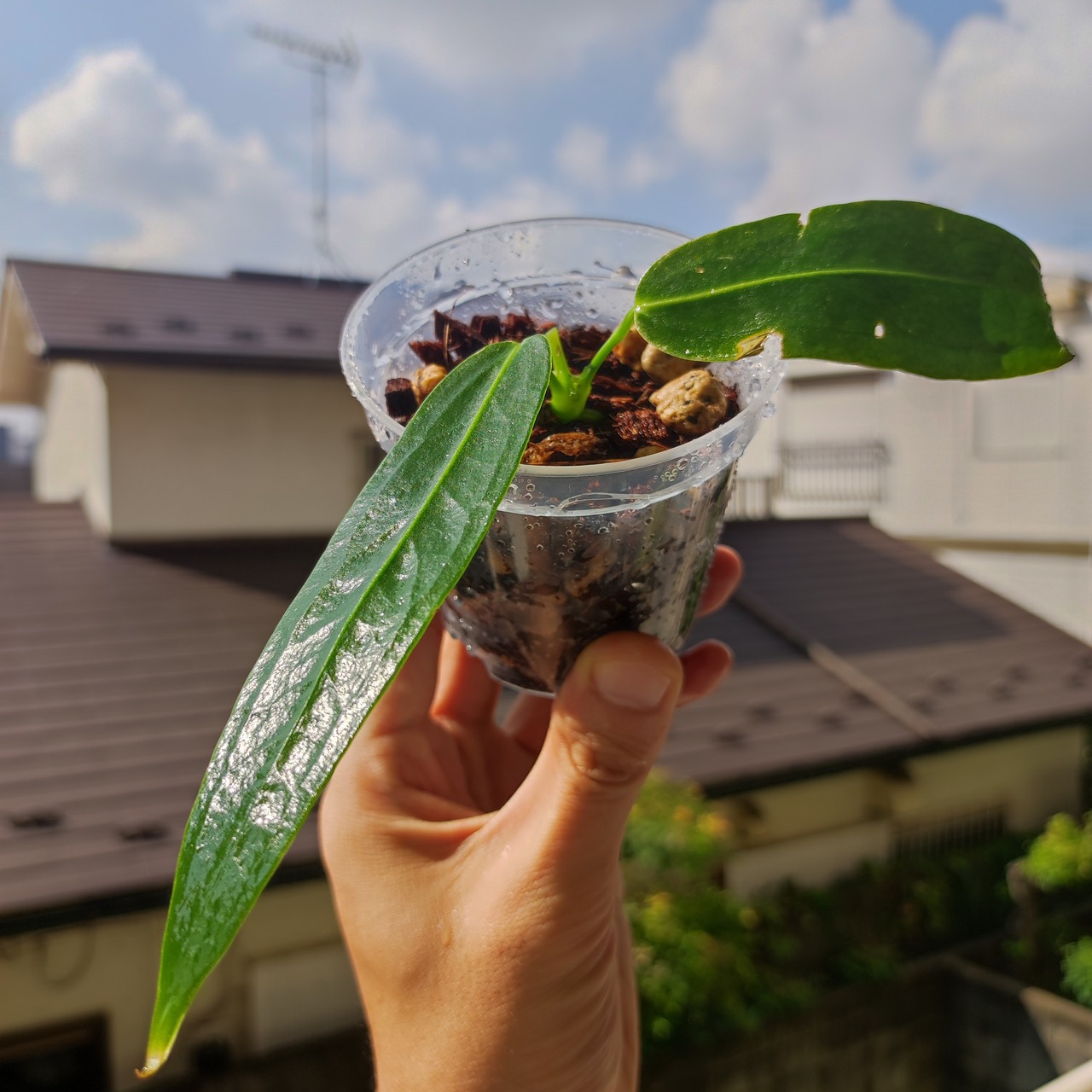アンスリウム ワロクアーナム / Anthurium warocqueanum