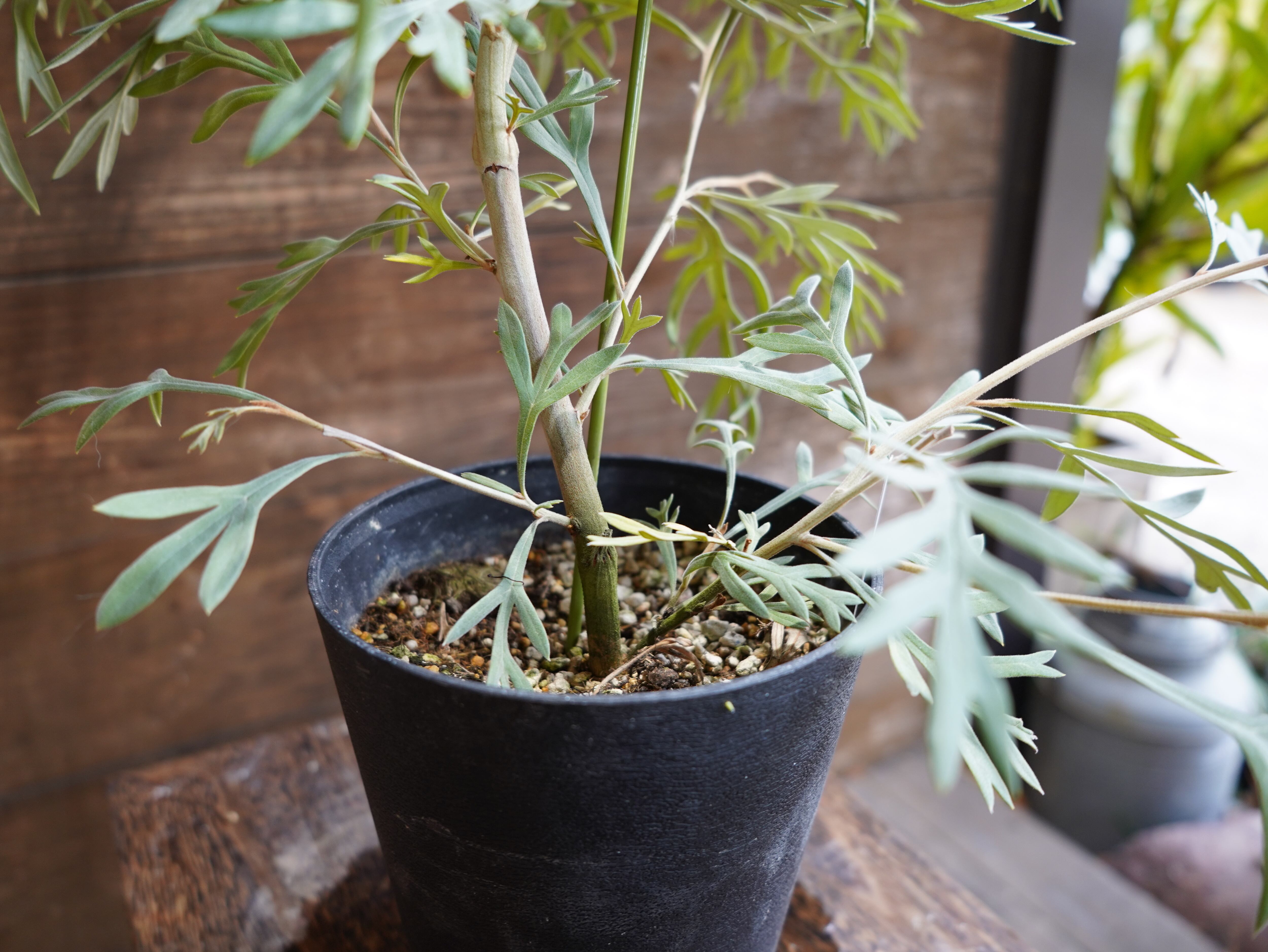 【現物】グレビレア　”ドーンパープル”　A