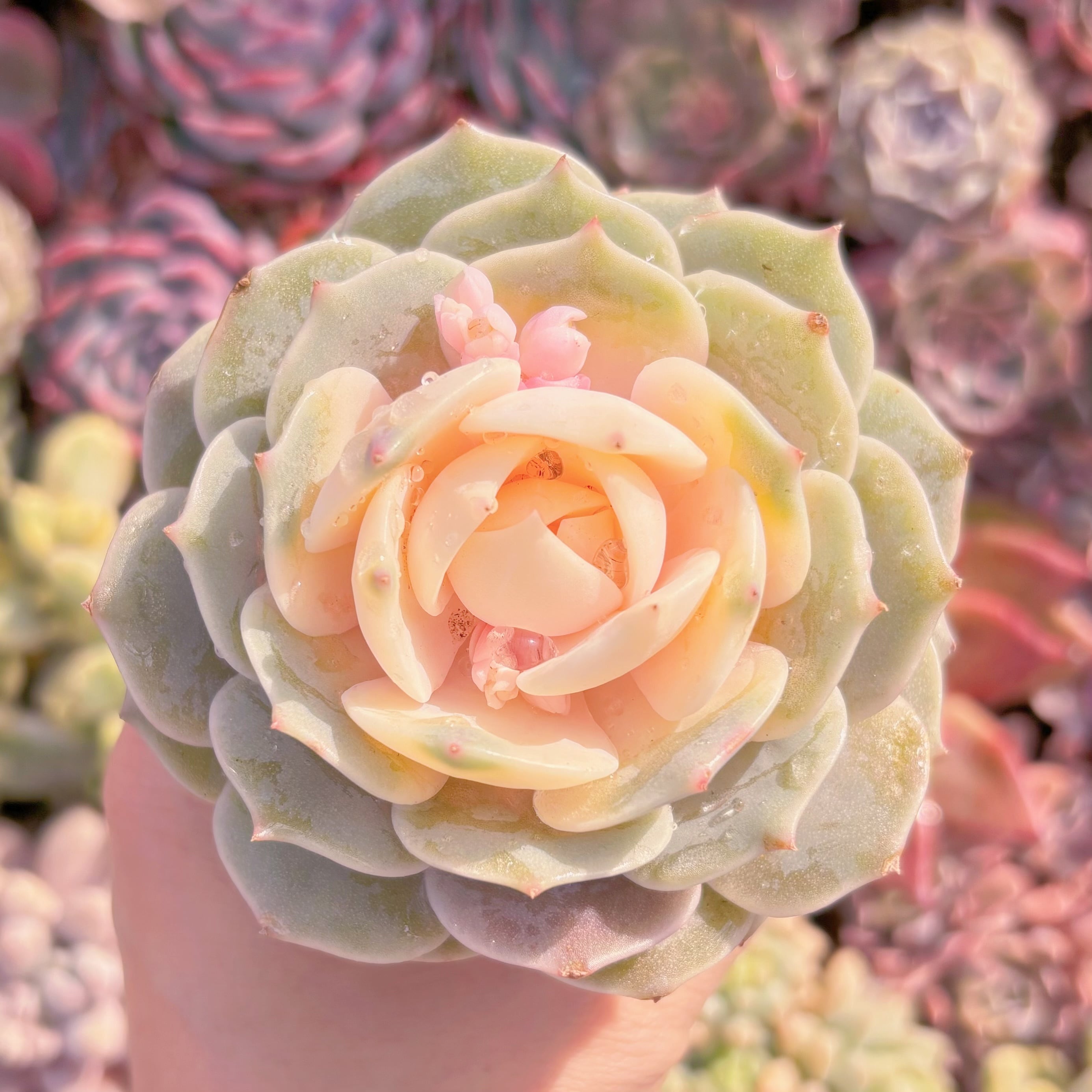 現品　ローラ錦#758　るる農園