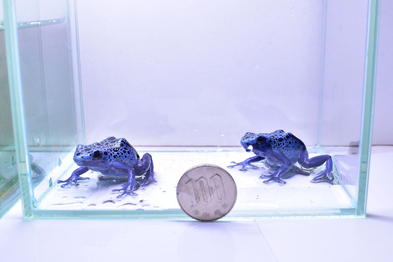 羊毛コバルトヤドクガエル 仕込め