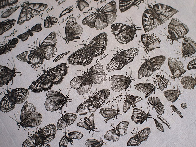 ヨンストンの図版 Papiliones