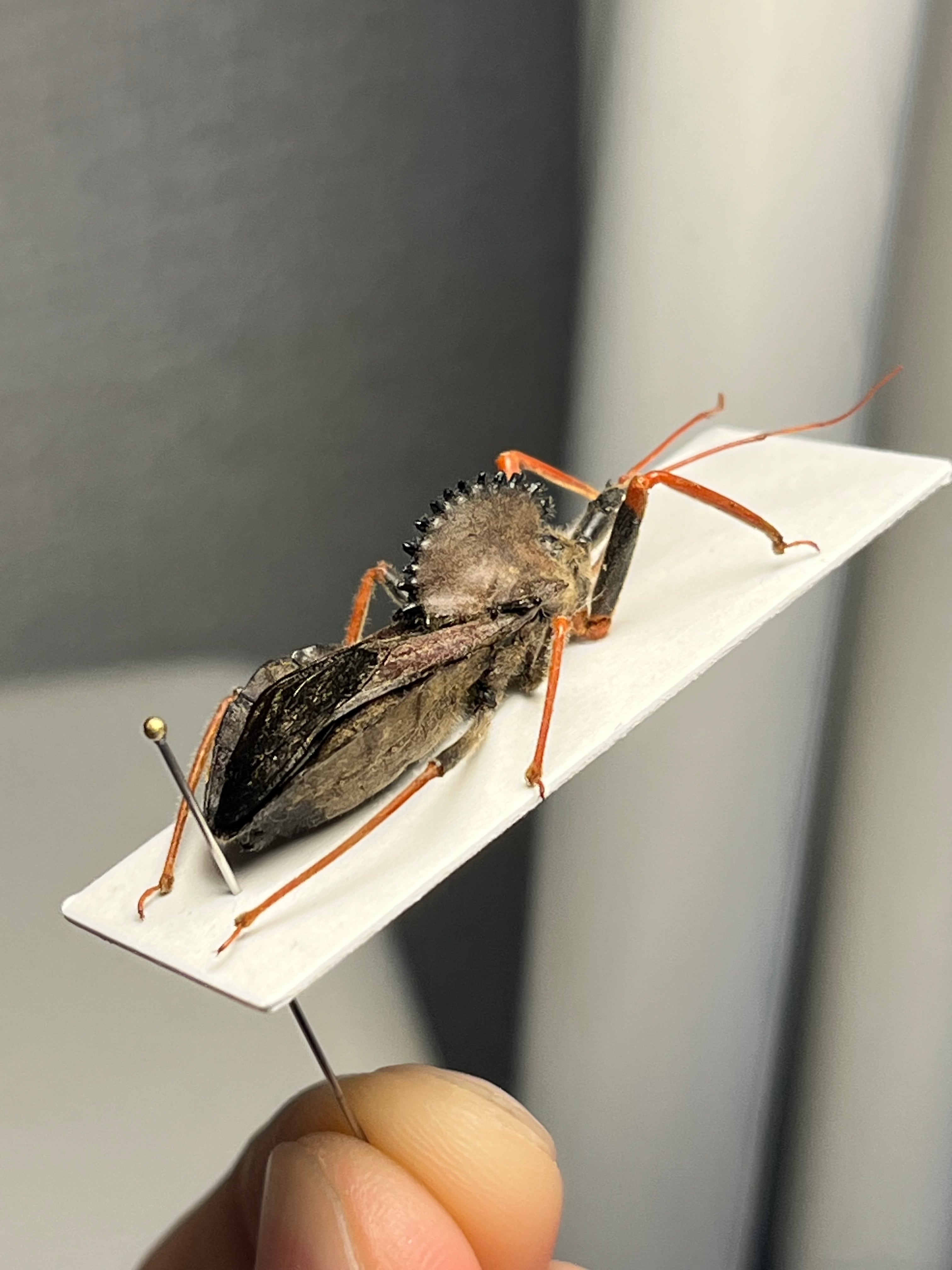 北米最大】背中に丸鋸が埋め込まれたアサシンバグ サシガメの一種 標本