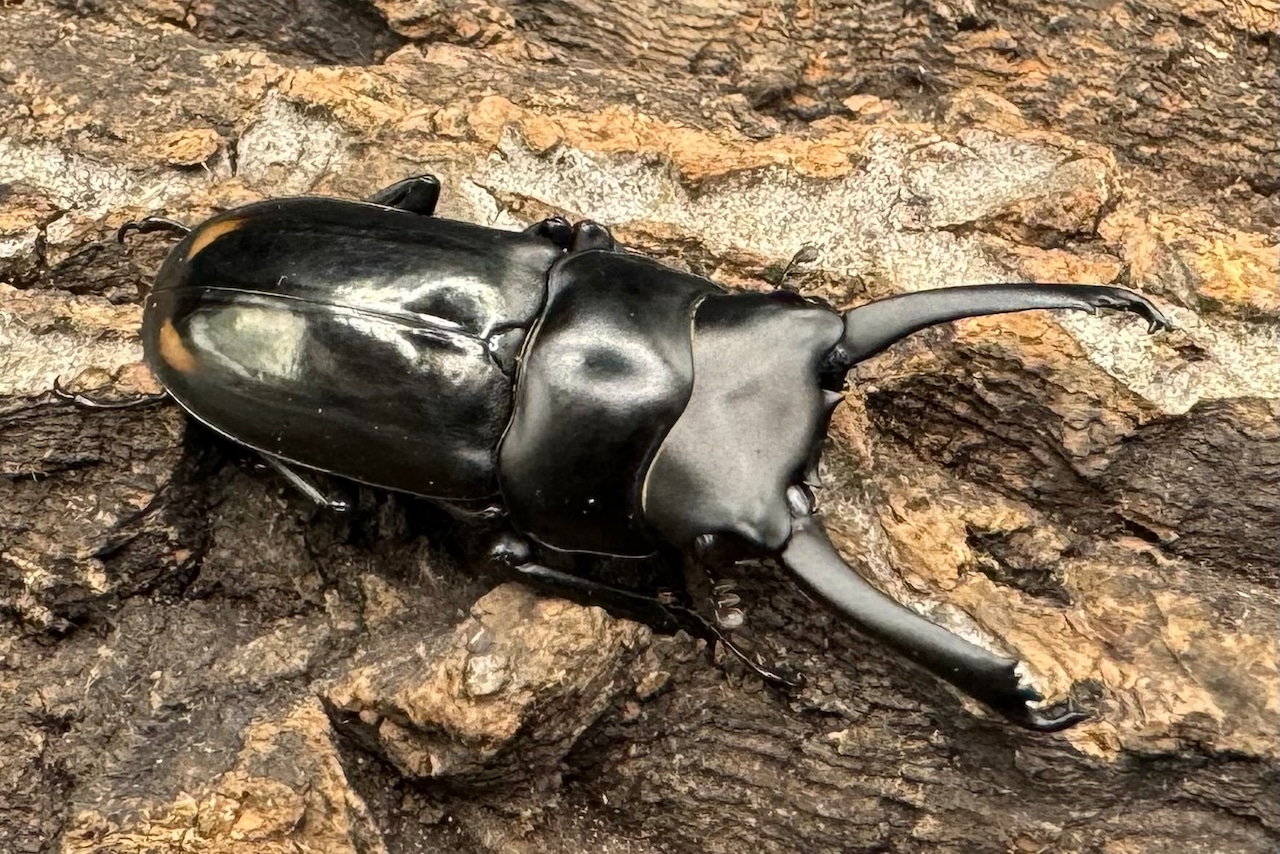 《ヒマラヤコクワ 39mm ペア+♂おまけ》