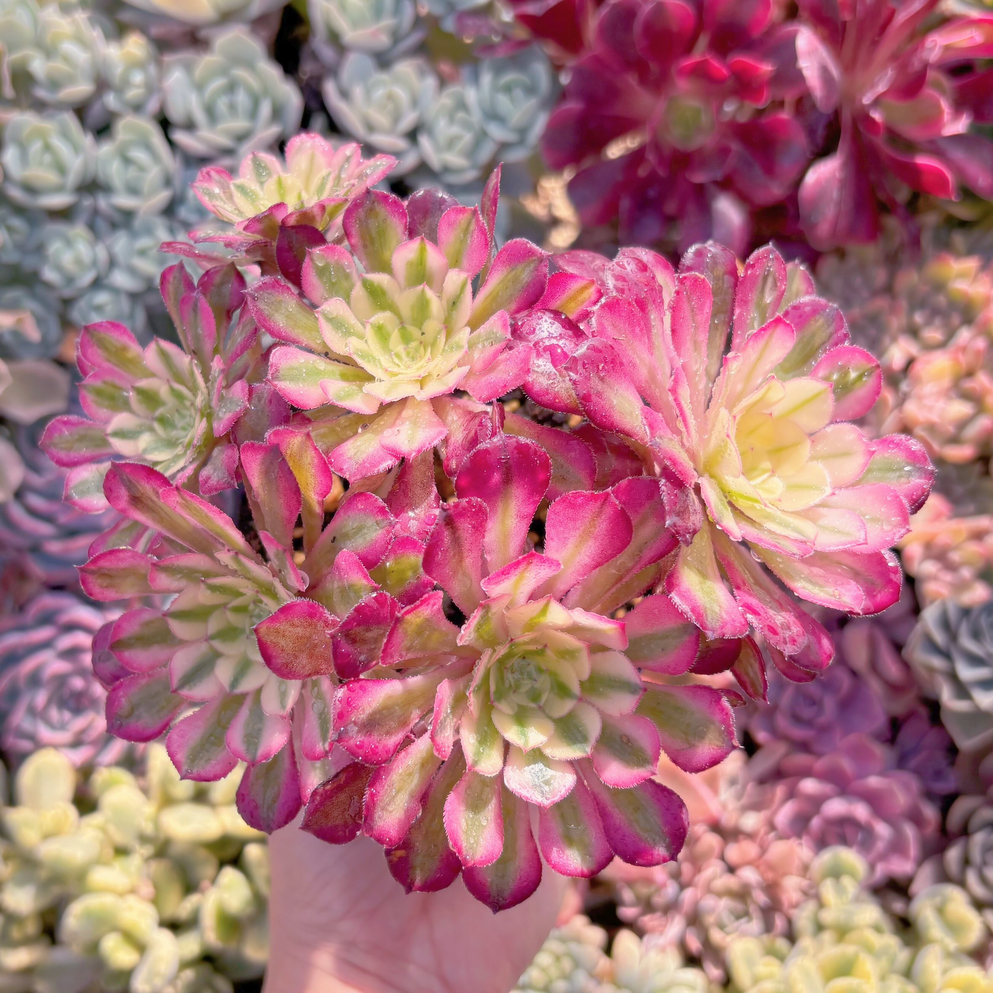 現品　ブラックチェリー#1138　群生　るる農園