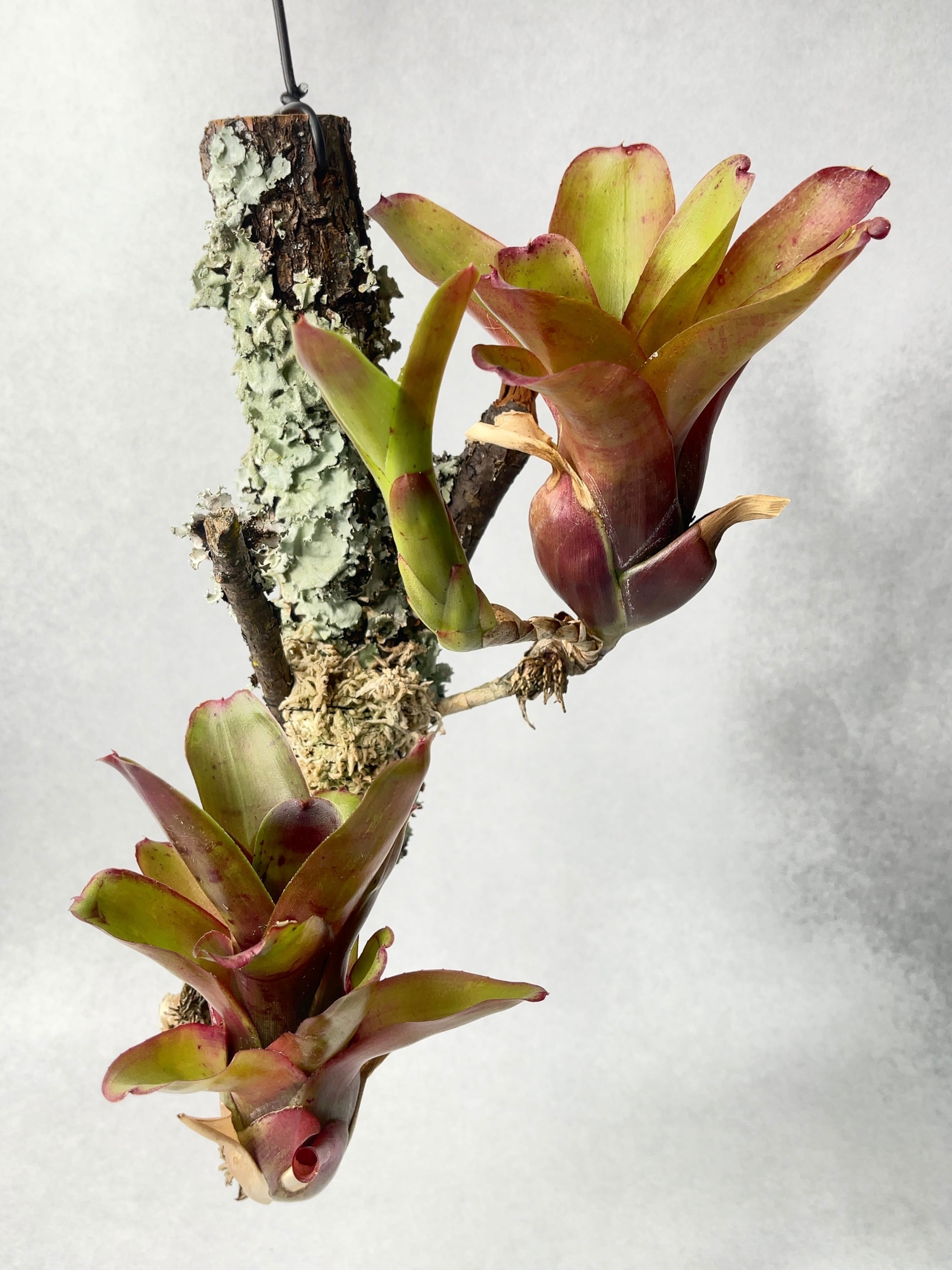 特大群生　ネオレゲリア　hyb 陶器鉢のまま発送　ブロメリア 特大群生 ネオレゲリア hyb 陶器鉢のまま発送 ブロメリア - メルカリ