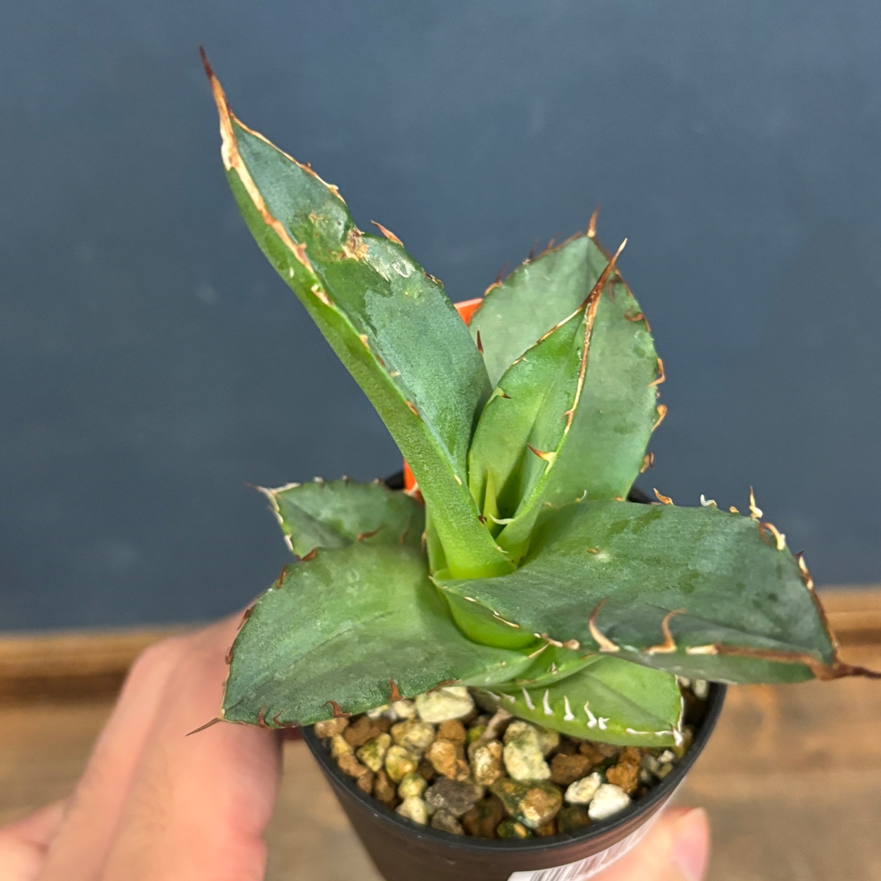 アガベ オテロイ 実生【613】