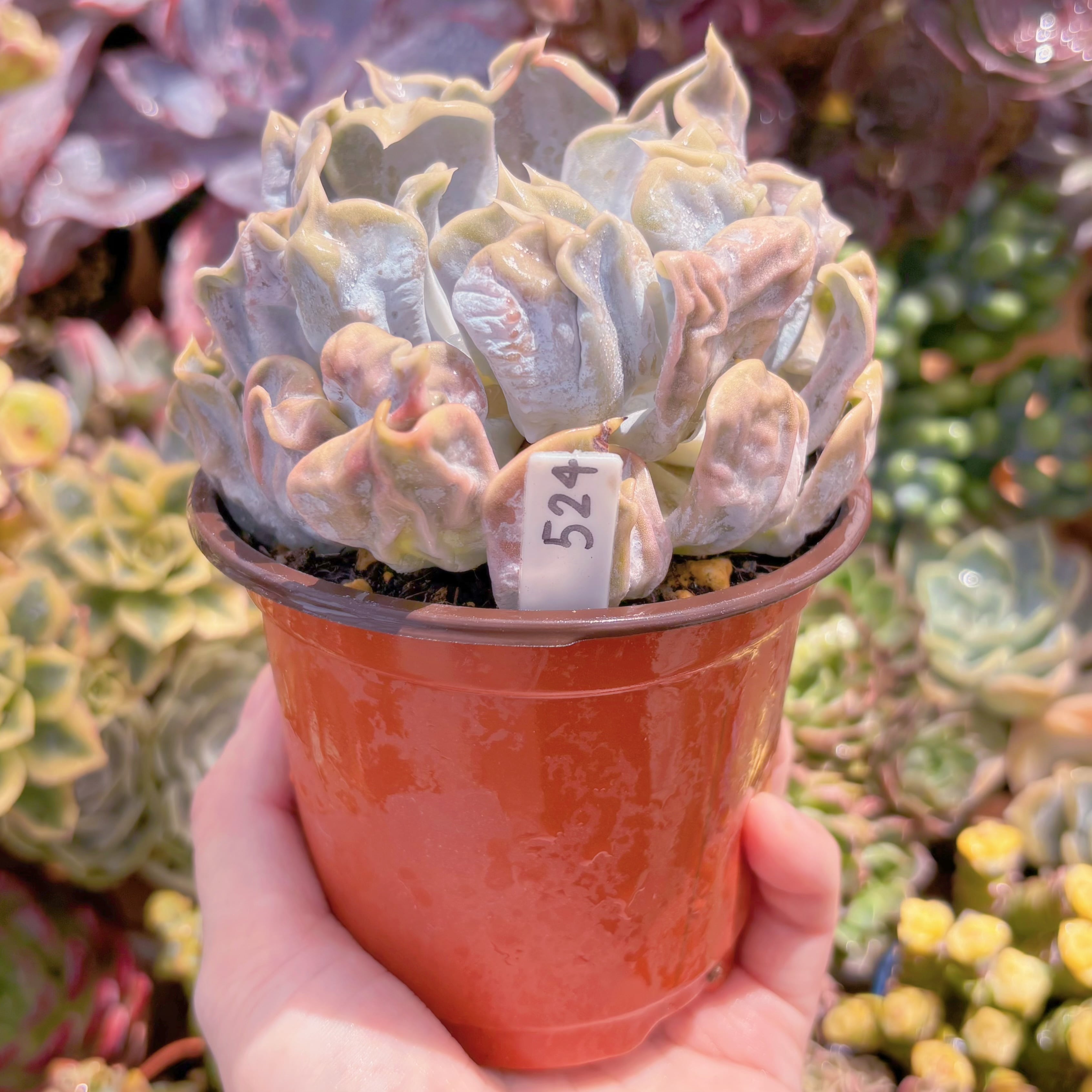 現品 スリラーパール#524 大苗 るる農園 | るる農園~多肉植物専門