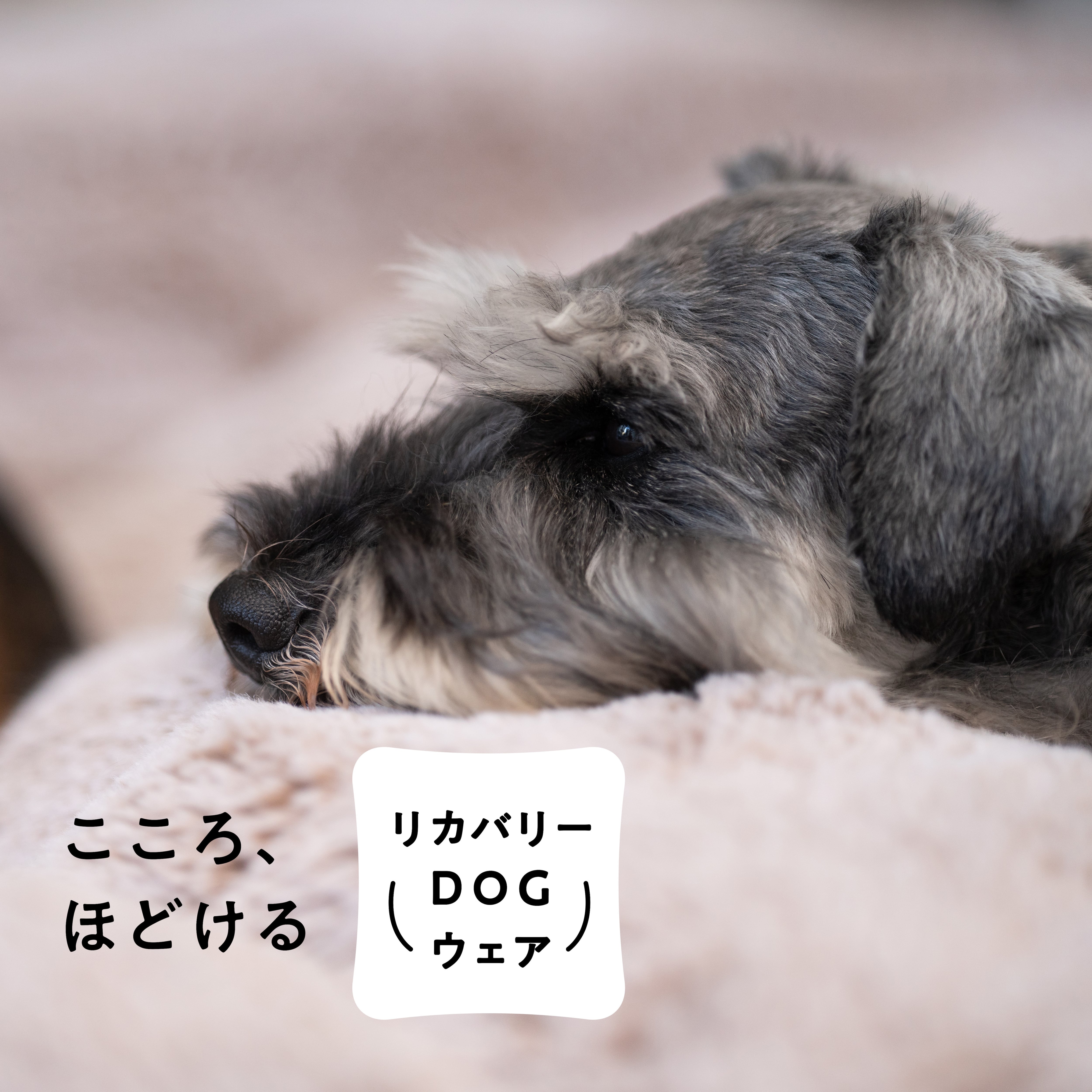 リカバリーDOG ウエア LAUW × VENEX support to マナーニ    S size