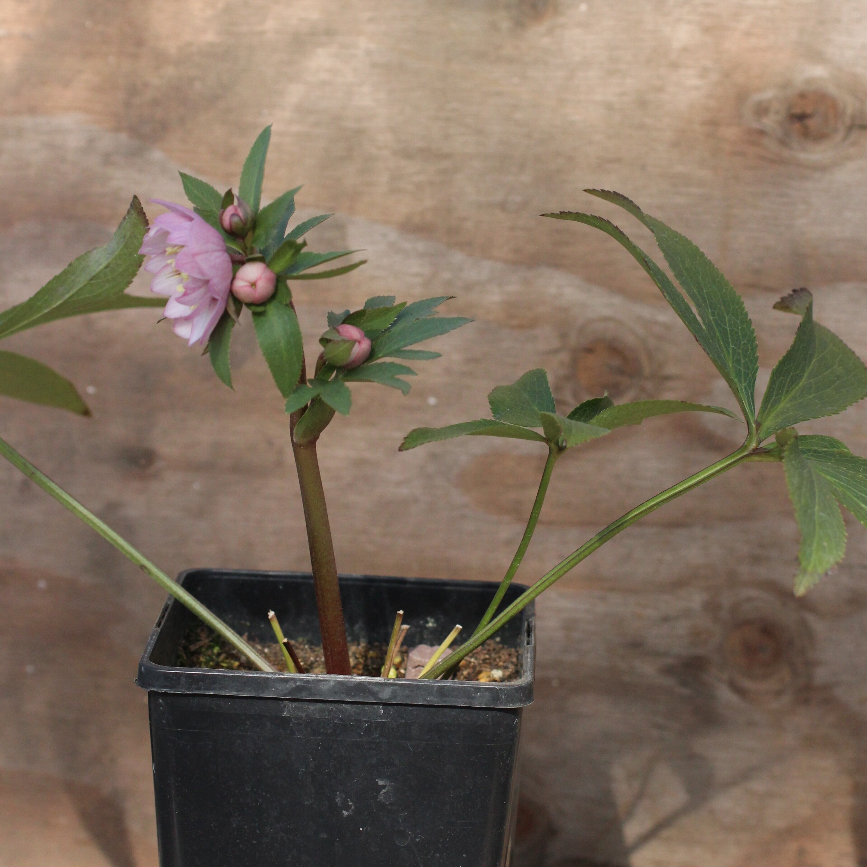 WS26-060 クリスマスローズ ウィンターシンフォニー 桃色の静ダブル