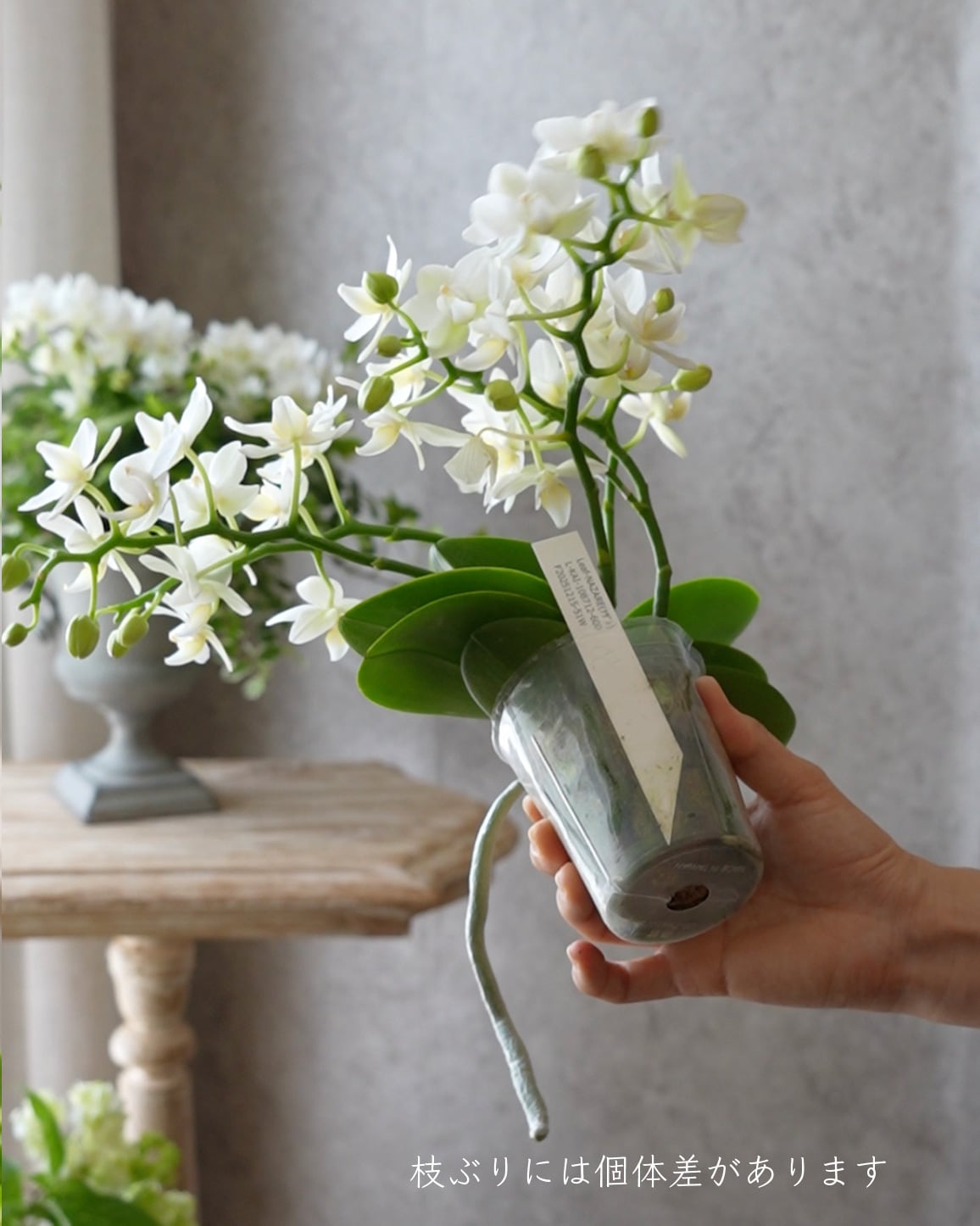 花苗セット】ミニ胡蝶蘭ナザレと観葉植物のミニ苗セット | アトリエ